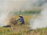 Đốt rơm rạ có thể giúp làm chậm chu trình Asen trong đất